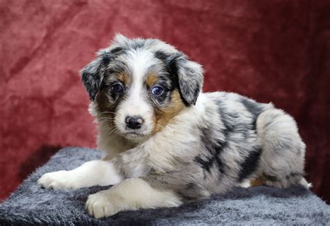 Australian shepherd near me - Look at me! I am an Australian Shepherd puppy! My Mom is Sparky. I was born on December 12th and I will be ready for my forever home on February 6th. I have been family raised on a farm in the country around children around children. I have had my shots and dewormers. I will be checked by a veterinarian.